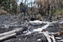 Câmara quer ação da Secretaria de Meio Ambiente no Berçário das Garças 